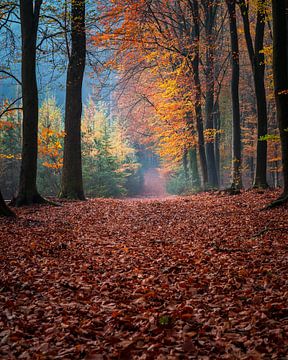 Speulderbos - 7 van Nuance Beeld