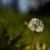 Pissenlit sur Jeannette Fotografie
