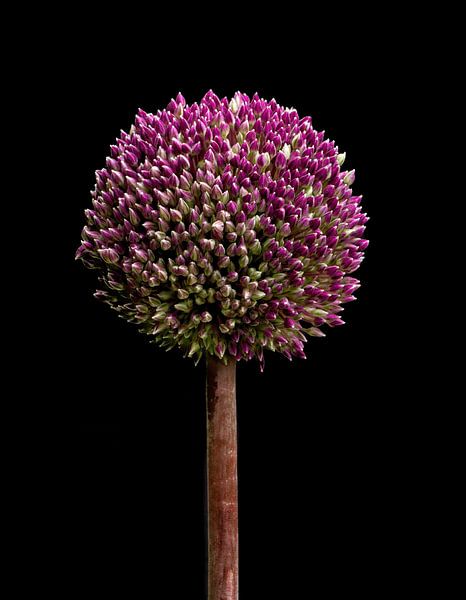 Allium van Eric van den Berg