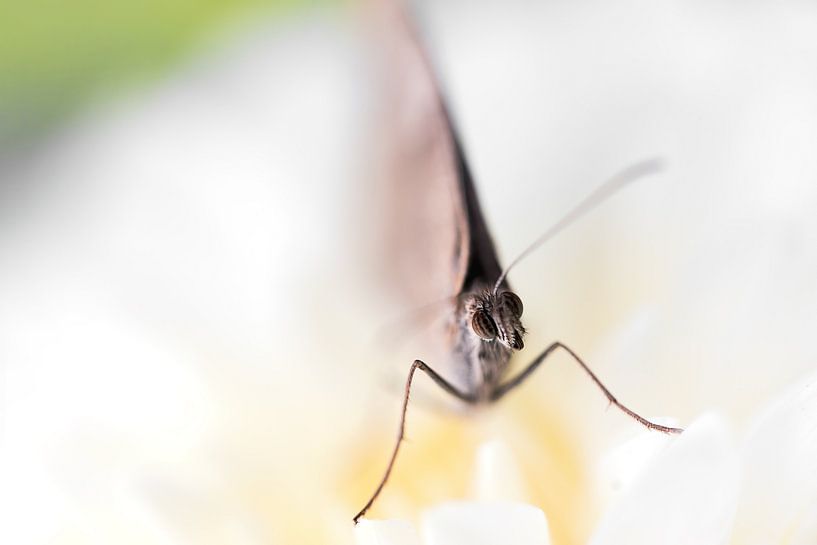 watching by Anneliese Grünwald-Märkl