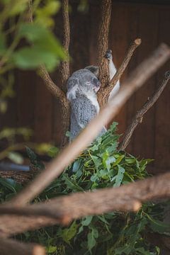 Sleeping Koala in the tree by Ken Tempelers