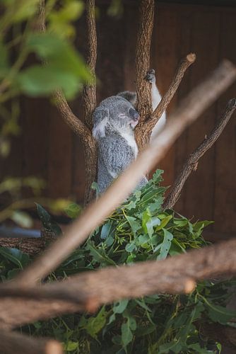 Slapende Koala in de boom