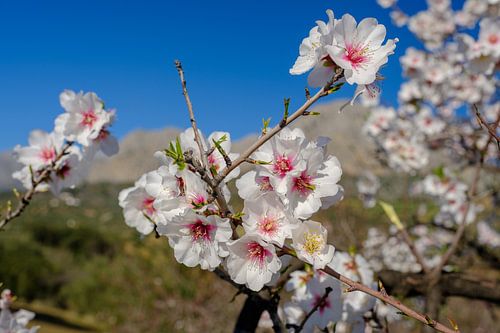almond blossom
