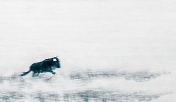 De grote trek: een eenzame gnoe
