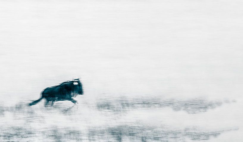 Die große Migration: ein einsames Gnu von Sharing Wildlife