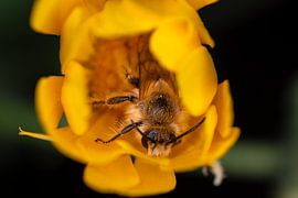 Awakening bee on marigold 1 by Kees Goethart