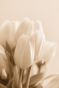 Tulpen