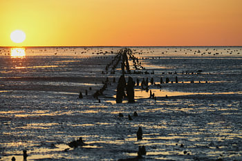 A long breakwater on the mudflats