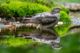 Sparrowhawk by Gerard Vegt
