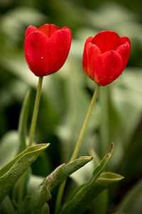 zwei rote Tulpen | botanisches Fine Art Design | Naturfoto von Karijn | Fine art Natuur en Reis Fotografie