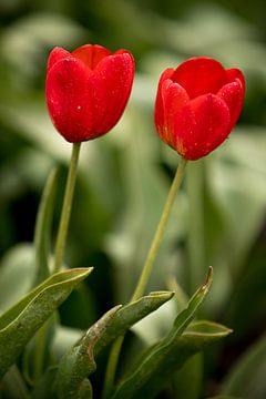 twee rode tulpen | botanische fine art design | natuurfoto