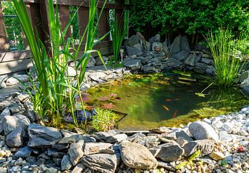 Japanischer Garten mit Tempel und Teich von Animaflora PicsStock