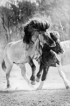 Struggling Icelandic horses close-up by Shirley van Lieshout