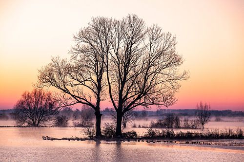 Bäume entlang der IJssel, Winterlandschaft 1