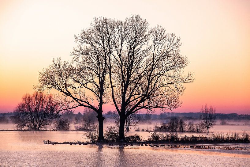 Bäume entlang der IJssel, Winterlandschaft 1 von Wilma Wijnen