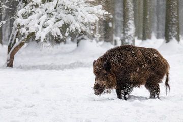 Wildschwein im Schnee