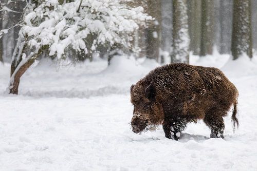 Wildschwein im Schnee