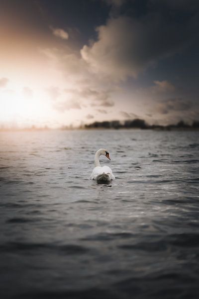 Lone swan by Fabian Elsing