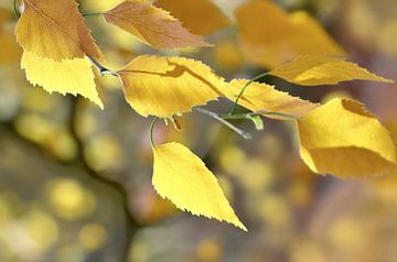 Golden leaves by Violetta Honkisz