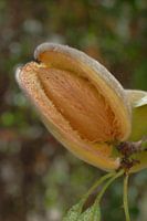Almond