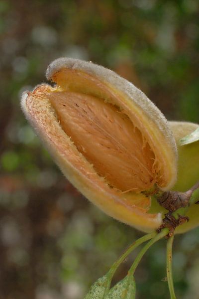Almond by Lathére Heuvel