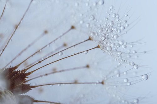 Een stukje van een paardenbloem