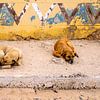 Des chiens sur l'île de Boa Vista, au Cap-Vert. sur Alie Ekkelenkamp