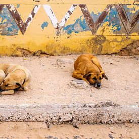 Dogs on the island of Boa Vista, Cape Verde. by Alie Ekkelenkamp