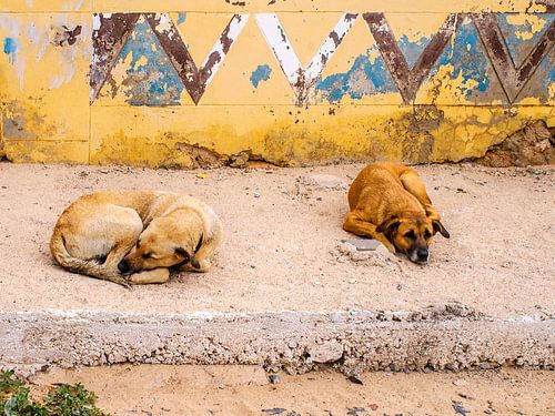 Honden op het eiland Boa Vista, Kaapverdië.