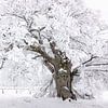 Die Hohne-Eiche im Winterkleid von Jürgen Schmittdiel Photography