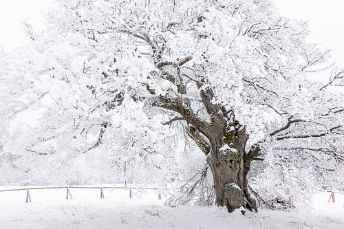 De Hohne-eik in winterkleed