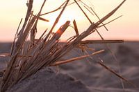Sand mit Ästen