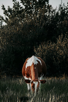 Red and white cow