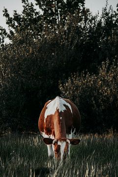 Roodbonte koe van wiebesietze