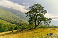 Schottische Highlander im Schatten eines Baumes