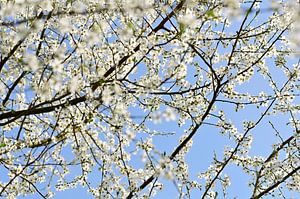 Branches de fleurs de printemps