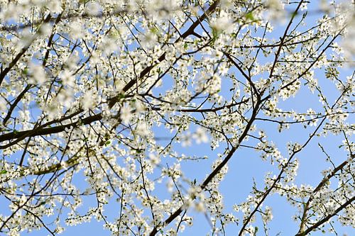 Lente bloesemtakken – witte bloesem tegen blauwe lucht