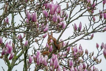 Des magnolias pour le petit-déjeuner sur Sven Frech