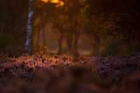 Mysterious forest
