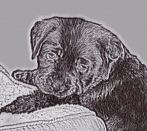 Labrador Welpe