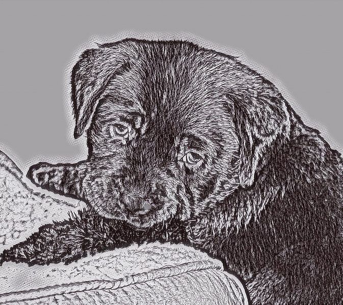 Labrador Welpe von Jose Lok