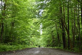Eine Landstraße im Sommer von Claude Laprise