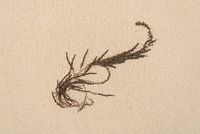 Japanese berry seaweed washed up on the beach 1