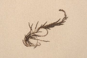 Japans bessenwier aangespoeld op het strand 1 van Rob Liefveld