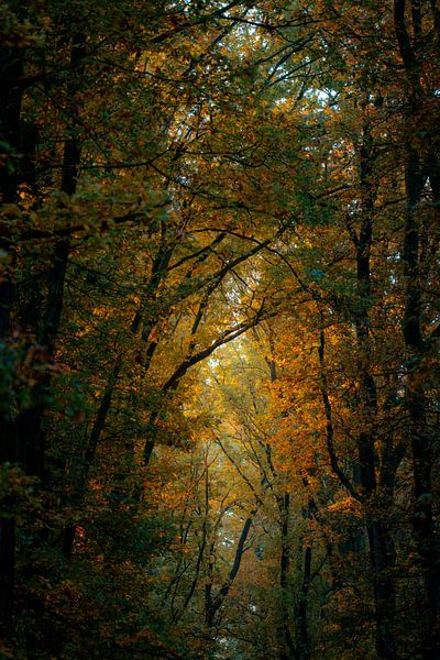 Autumn by Thomas Bartelds