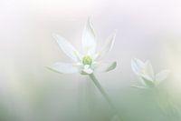Vogelmilch - Ornithogalum