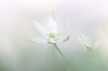 Vogelmilch - Ornithogalum