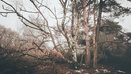 Der Winter's Song von Lichtstilte