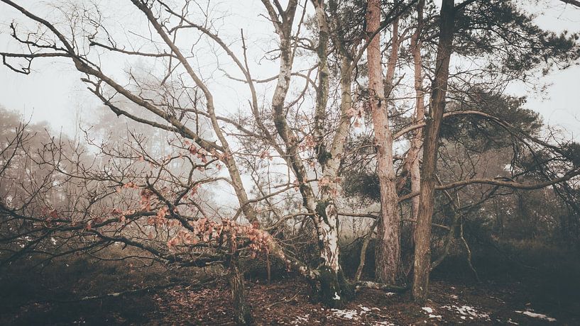 Le chant de l'hiver par Lichtstilte