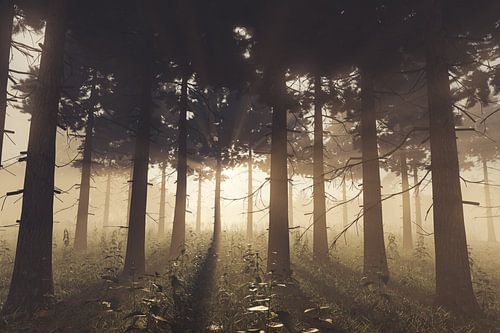 Mengeling van zonlicht en mist betovert het bos